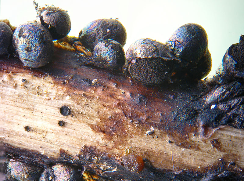 Alpe Veglia 3: Meriderma sp.